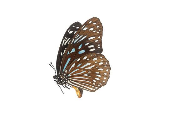 Beautiful closeup (Dark Glassy Tiger Butterfly). Beautiful blue butterfly flying isolated on white background. for graphics or advertising design.