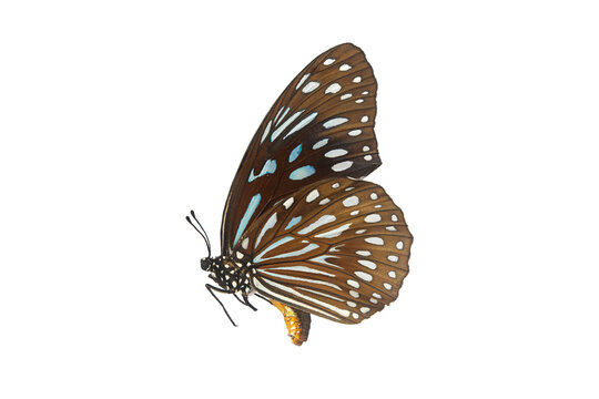 Beautiful closeup (Dark Glassy Tiger Butterfly). Beautiful blue butterfly flying isolated on white background. for graphics or advertising design.