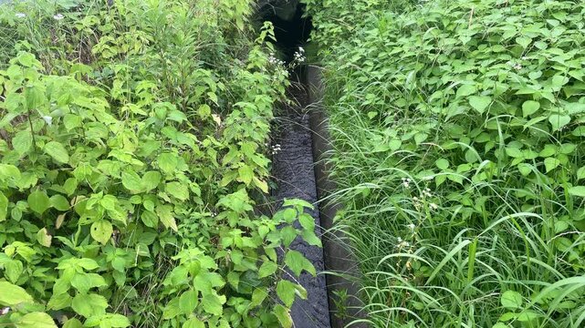  夏の瑞々しい緑に囲まれたコンクリートの用水路と澄んだ水流
