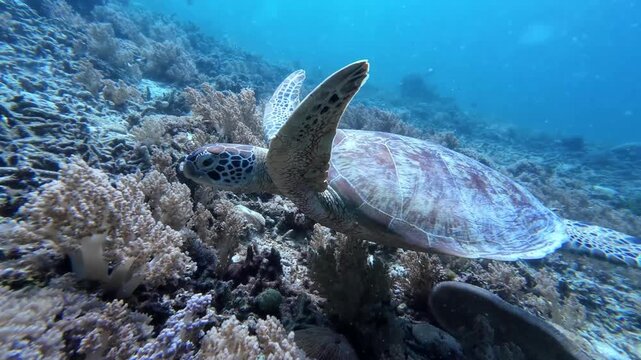 Sea turtle swimming gracefully over a vibrant coral reef in clear blue ocean water.