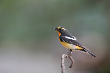 Fototapeta premium Narcissus flycatcher Standing on top of a small branch and a blurred green background.