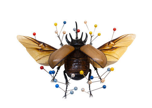 Five-horned rhinoceros beetle method of entomological arrangement of insect mounting
