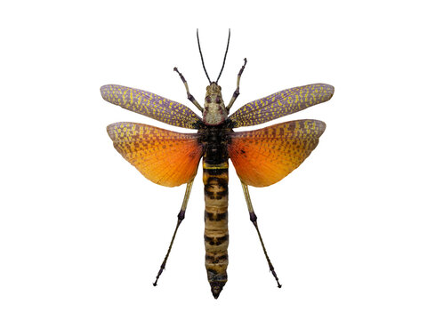 Giant lubber grasshopper insect with spread wings isolated white background.