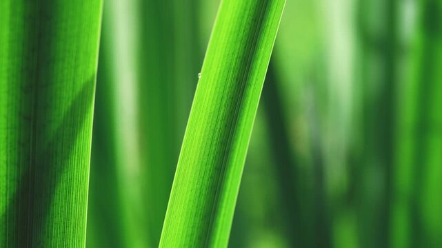 Bright green plant leaf creating a natural background, showcasing intricate patterns of parallel veins and organic textures forming a vibrant botanical backdrop