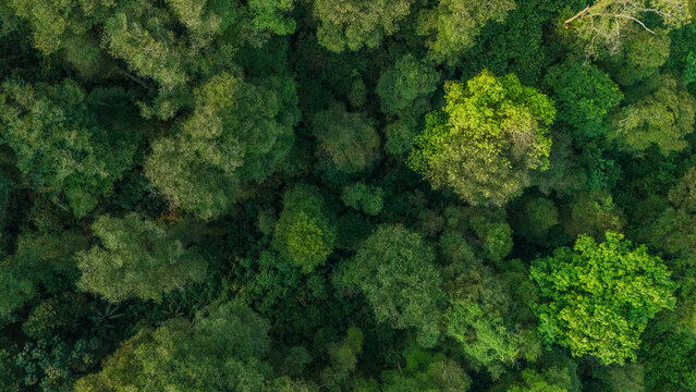 Aerial view of dense tropical rainforest canopy with lush green foliage and varied tree textures in Indonesia.