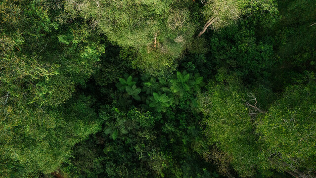 Aerial view of a dense tropical rainforest canopy with lush green foliage, diverse tree species, and intricate leaf textures in Indonesia.