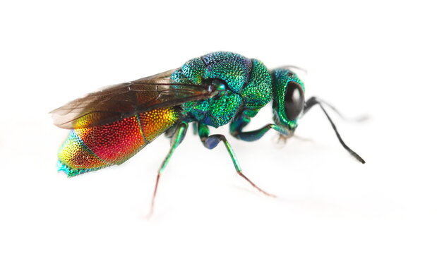 Cuckoo or Ruby tailed, Jewel wasp, Chrysididae, isolated on white background, Chrysis scutellaris 