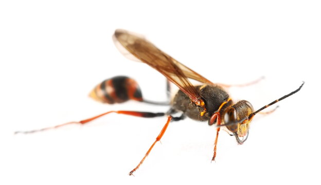 Banded caterpillar parasite wasp with brown eyes, isolated on white background, Ichneumon promissorius 