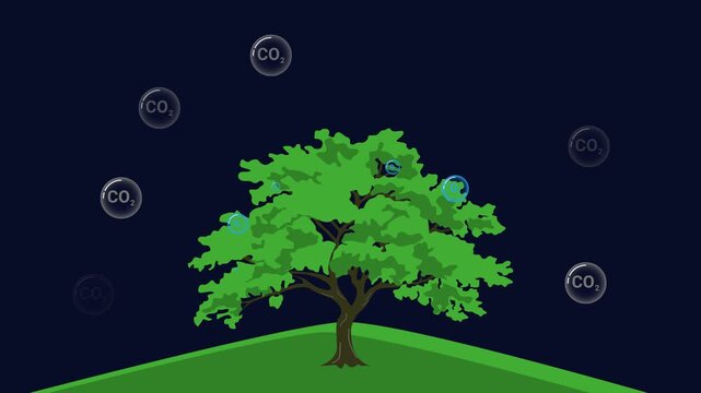 Tree respiration animation showing oxygen absorption and carbon dioxide release process in plants and ecosystem cycle