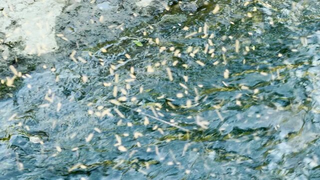 A dense swarm of midges dances above a flowing stream in Simferopol, Crimea. The buzzing energy creates an intense, vibrant atmosphere, evoking a sense of wild, restless nature.