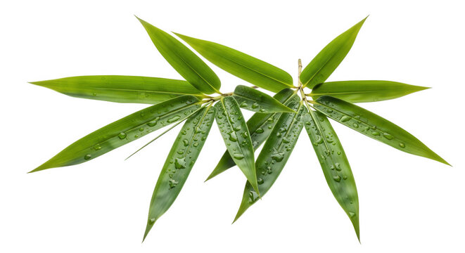 Fresh bamboo leaves with water droplets isolated on transparent background vibrant green foliage for wellness spa and natural product designs