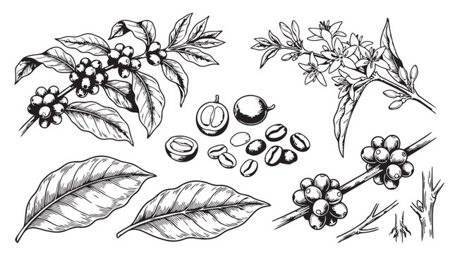Hand drawn coffee plant branches berries and leaves botanical illustration set with botanical