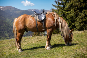 Obraz premium Saddled chestnut horse grazing in Carpathian meadow. Chestnut horse with a black saddle grazes in a sunny mountain meadow, with distant Ukrainian Carpathian slopes in the background.