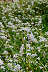 Fototapeta premium Fringed iris flower blooming on a vertical stem with soft overcast light and blurry field background, Iwaki, Fukushima, Japan.
