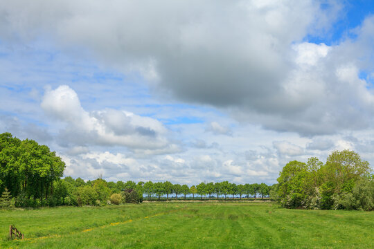 Green fields and trees in Dutch countryside