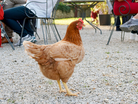 Poule domestique Gallus gallus domesticus &eacute;voluant librement parmi des convives lors d&rsquo;un &eacute;v&eacute;nement en plein air