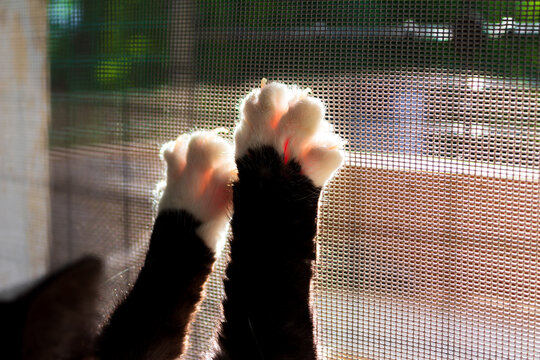 Close-up of fluffy black and white cat paws with sharp claws digging into a mesh window screen, backlit by bright daylight, captured in a curious domestic moment