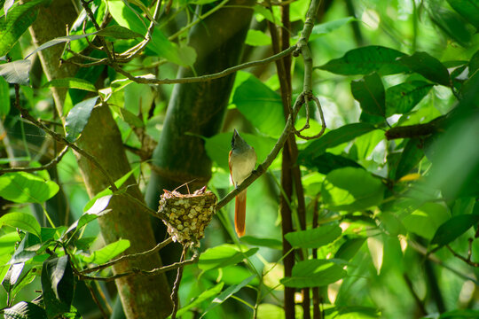 View of an Asian paradise flycatcher perched on a branch near its nest in a lush green forest in Bogura, Rajshahi Division, Bangladesh.