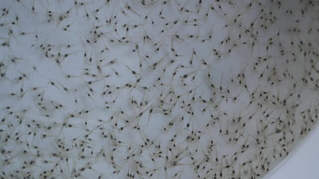 Vannamei Shrimp Post Larvae Close Up &ndash; Healthy Whiteleg Shrimp Seed for Sustainable Aquaculture and Commercial Shrimp Farming 4K