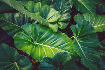Lush green tropical leaves texture with water drops © ValentinValkov