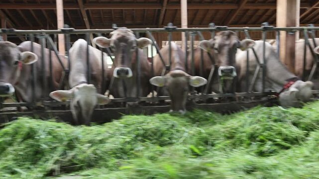 Germany, Bavaria, Allgaeu, Dairy cows in the barn are fed fresh grass