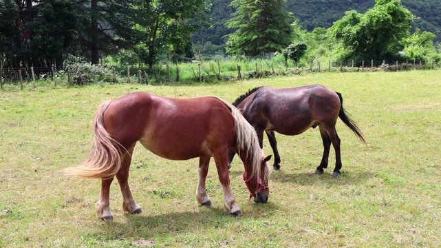 Pastoral landscape of grazing horses in the Asturian countryside, Spain