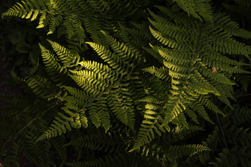 A top view of green textured fern leaves illuminated by dramatic sunlight against a dark, shadowy background in a forest © Pavlo
