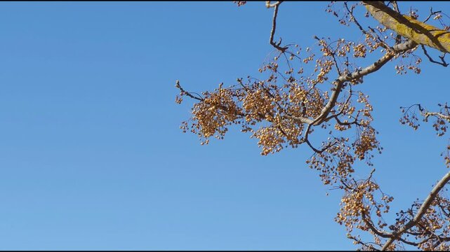 Landscape of the sky with a rare tree almost leafless