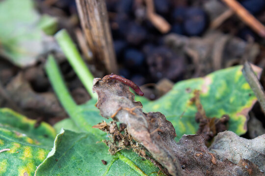 Macro Close Up of a Small Earthworm on Decaying Leaf in Garden Soil