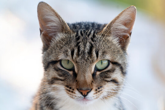 Portrait of a beautiful cute domestic cat