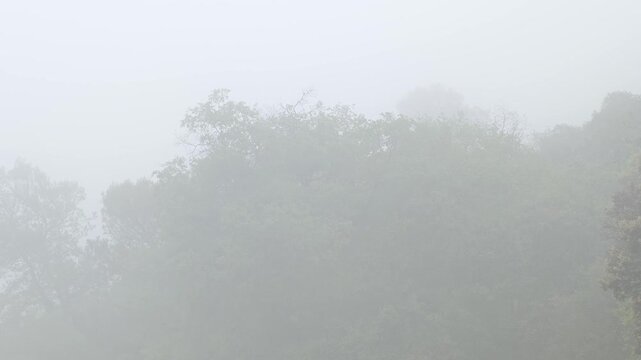 Mysterious and terrifying forest in the nature