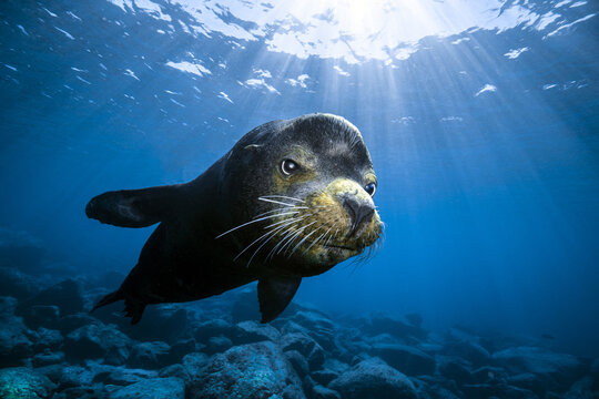 View of a sea lion swimming underwater with sunbeams piercing the blue ocean surface above a rocky seabed at Los Islotes in La Paz, Baja California Sur, Mexico.