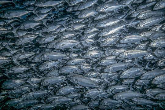 View of a dense school of silver jack fish swimming in unison in the clear blue water of Cabo Pulmo National Marine Park, Cabo Pulmo, Baja California Sur, Mexico.