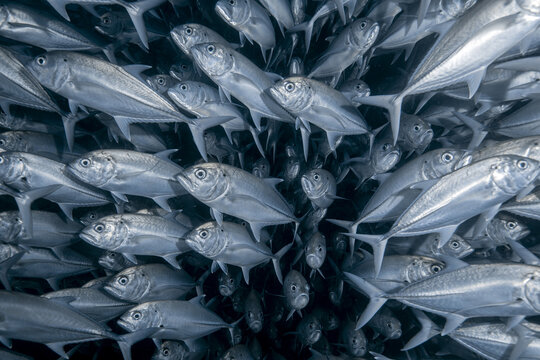View of a dense school of jack fish swimming in formation underwater at Cabo Pulmo National Marine Park in Cabo Pulmo, Baja California Sur, Mexico.