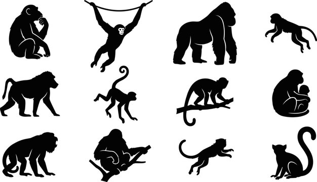Monkey and Primate Black Silhouette Icon Set with Gorilla, Chimpanzee, Gibbon, Baboon, Lemur, and Wild Jungle Animal Symbols for Zoo Logos and Nature Vector Graphics