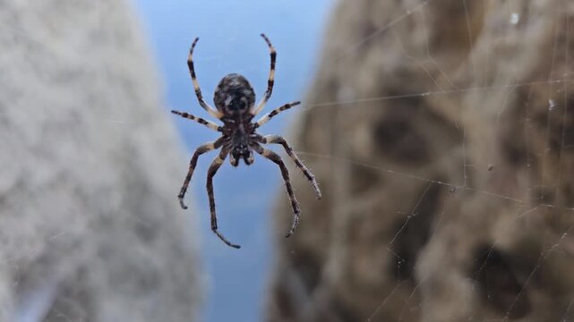 Spider sitting on the web it weaved between two boulders waiting for prey