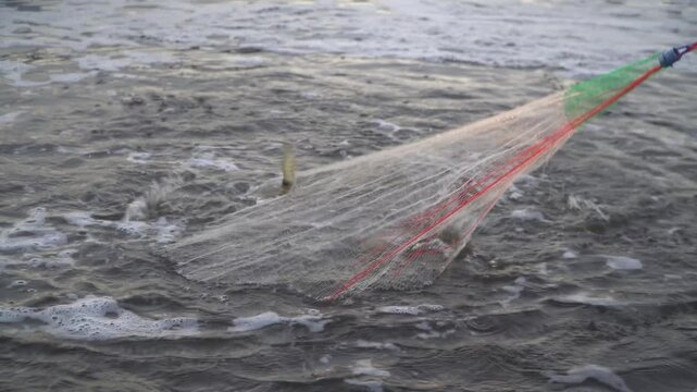 Vannamei Shrimp Harvest Using Cast Net in Aquaculture Pond &ndash; Traditional Fishing Method for Sustainable Seafood Production 4K