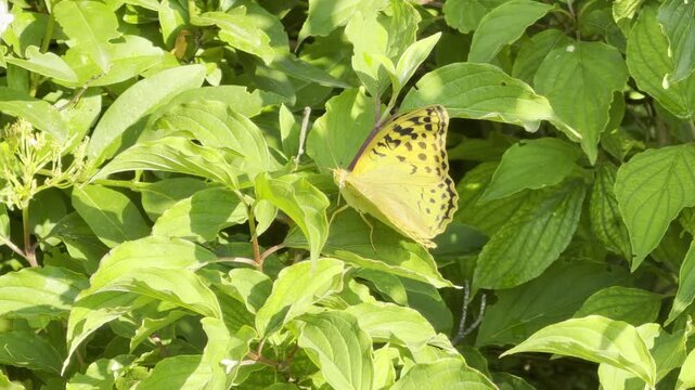 A beautiful yellow butterfly rests peacefully on green leaves. The serene insect shows elegant black spots on its delicate wings, filling the observer with pure joy and calm.