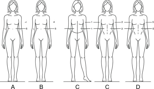 Vector illustration set of female body anatomy outlines with measurement lines and labels for medical charts plastic surgery and fashion design templates isolated on white.