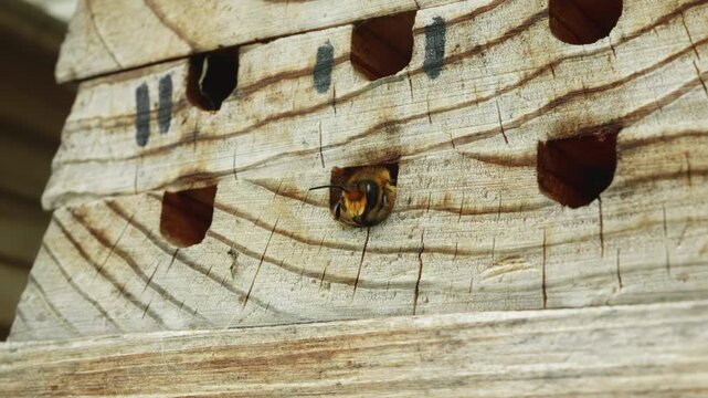 Male Leafcutter Bee waiting to emerge from it's nest for the first time Stock Footage