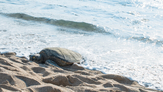  Hawaiian Green Sea Turtle on Beach