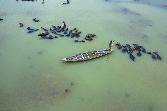 Bogura, Bangladesh - 29 May 2019: Aerial view of a man standing in a wooden boat using a pole to guide a herd of water buffalo through shallow river water.
