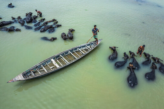 Bogura, Bangladesh - 29 May 2019: Aerial view of a man steering a wooden boat through a river surrounded by a herd of swimming water buffalo.