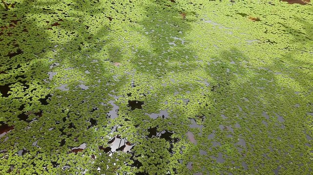 Top view of dense green azolla waterfern covering surface of pond in sunny day