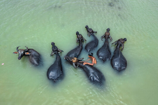 Bogura, Rajshahi Division, Bangladesh - 29 May 2019: Aerial view of a young boy swimming alongside a herd of water buffaloes in the river.