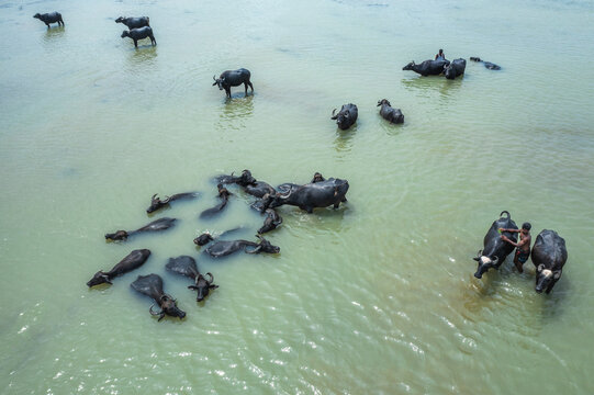 Bogura, Bangladesh - 29 May 2019: Aerial view of water buffaloes wading in a river with a man bathing one of the animals in the murky water.