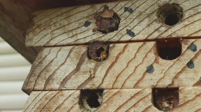 Male Leafcutter Bee waiting to emerge from it's nest for the first time Stock Footage