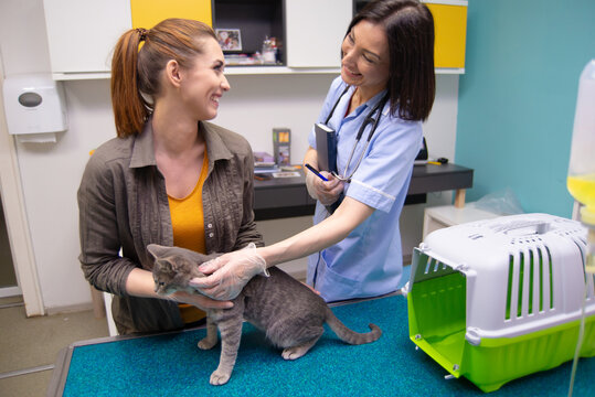 Female veterinarian examining cat in the animal hospital