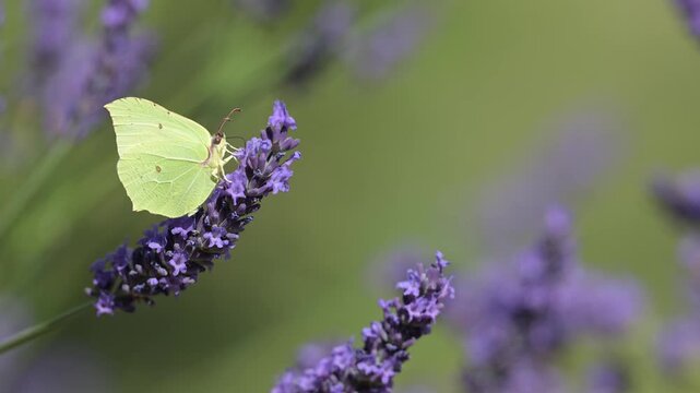 Brimstone Butterfly feeding the nectar of Lavender and flying away in summer in a domestic garden and flying away. Gonepteryx rhamni, Lavandula sp, Indre-et-Loire 37, r&eacute;gion Centre, France, Europe