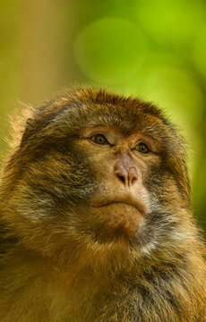 Close up portrait of a barbary macaque monkey looking sideways